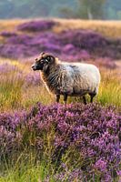 Een schaap op de heide.