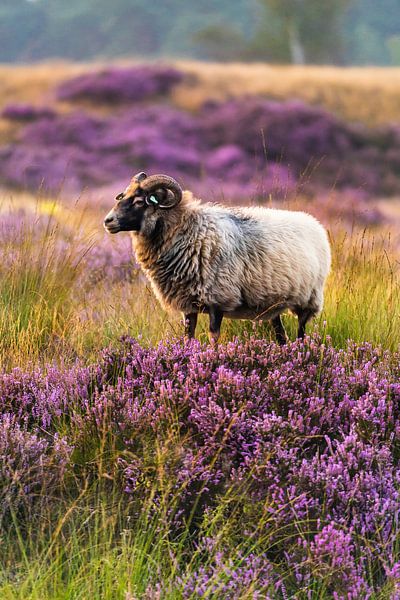 Un mouton sur la lande. par zeilstrafotografie.nl