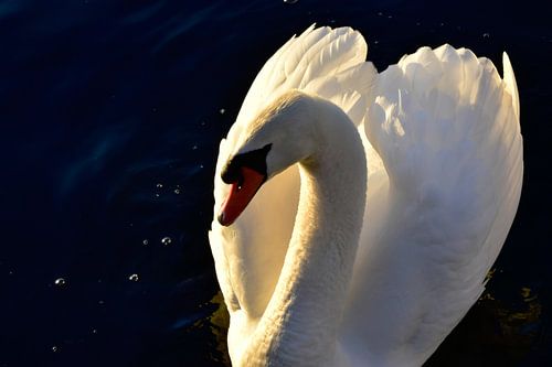 Schwan im Sonnenuntergang