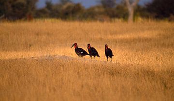 320 Hornbill Zimbabwe - Scan von analogem Film von Adrien Hendrickx