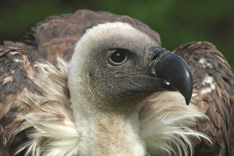 Witruggier (Gyps africanus) van Ronald Pol