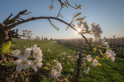 Molen de Vlinder, parel van de Betuwe, tussen de bloesem
