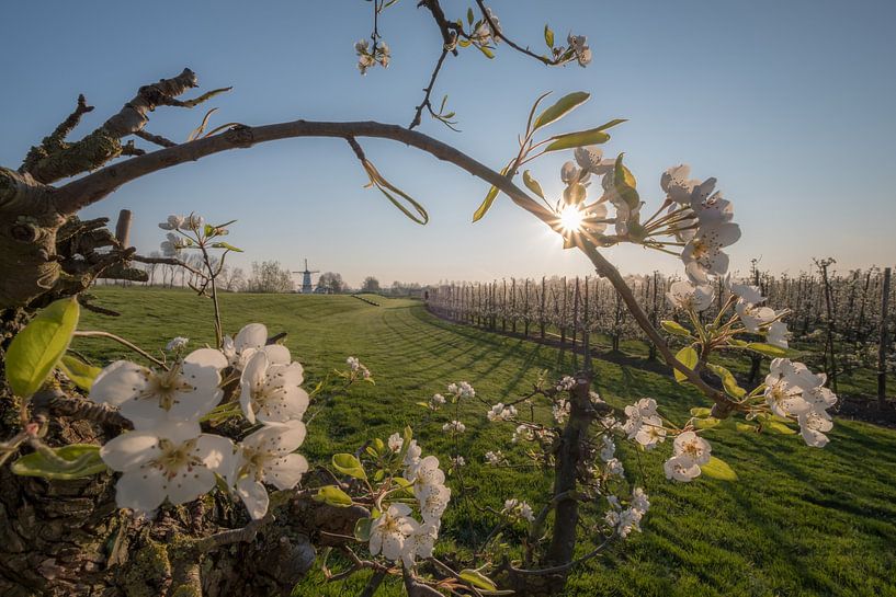 Mill the Butterfly, pearl of the Betuwe, between the blossoms by Moetwil en van Dijk - Fotografie