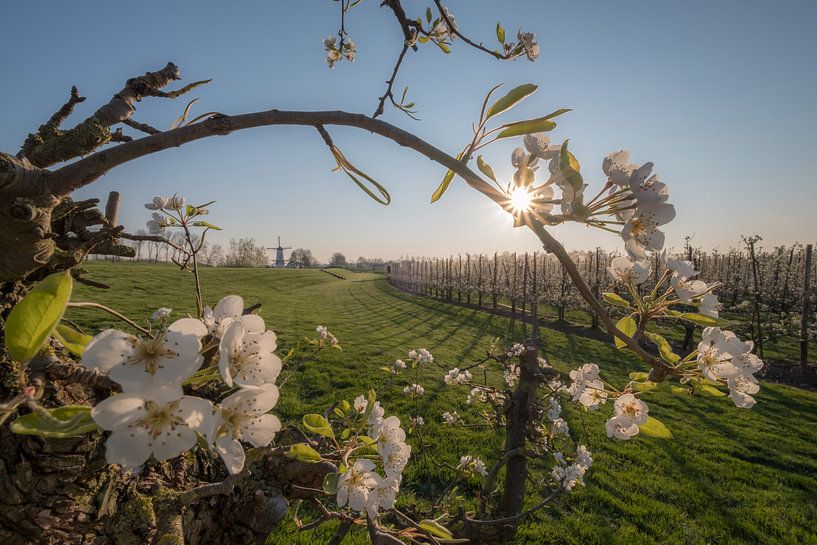 Mahlen Sie den Schmetterling, die Perle der Betuwe, zwischen den Blüten von Moetwil en van Dijk - Fotografie