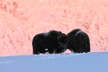 musk ox dans la première lumière du matin en hiver à Dovrefjell-Sunn