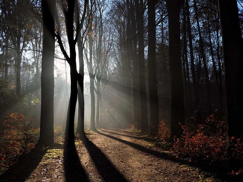 Matin d'automne par Bart Ceuppens
