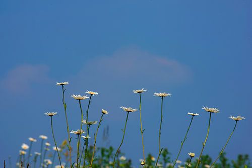 Margrieten  in de weide