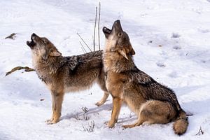 Loups hurlants