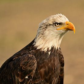 Bald eagle portrait by Truus Hagen