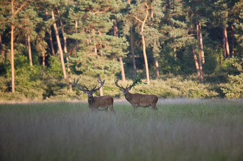 Rotwild auf der Hoge Veluwe