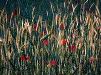 Mohnblumen füllen das Kornfeld