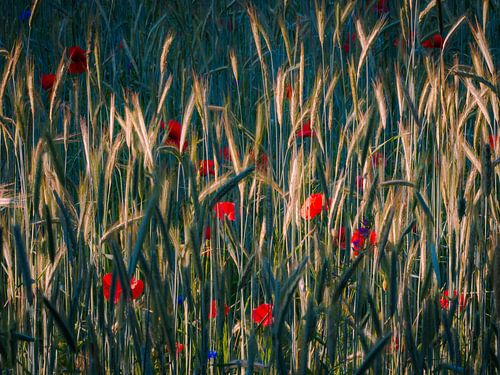 Klaprozen tussen het koren in het avondlicht