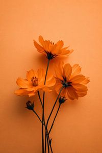 Blumen in Harmonie Orange Symphonie der Stille