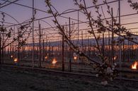 Fire pots cherry orchard by Moetwil en van Dijk - Fotografie thumbnail