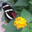 Een vlinder opzoek naar nectar von Yvonne Koppers Miniaturansicht