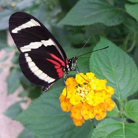 Een vlinder opzoek naar nectar von Yvonne Koppers