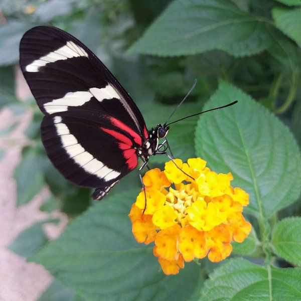 Een vlinder opzoek naar nectar von Yvonne Koppers