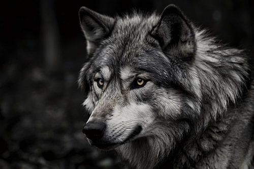 Gedetailleerd portret van een wolf in bos