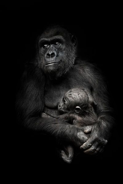 worried mother is a threat from the outside. Gorilla monkey mother (or her sister) nurses her little by Michael Semenov