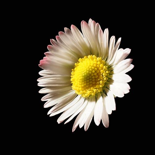 Gänseblümchen von Ron Smit