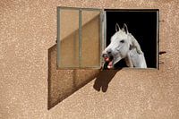 Portrait de cheval blanc