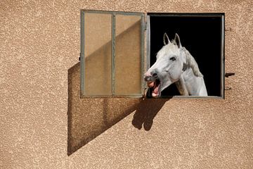 Portrait de cheval blanc