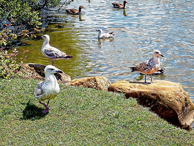 Auf der Suche nach Nahrung von Dorothy Berry-Lound