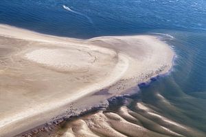 Zeehonden op zandbank van Roel Ovinge