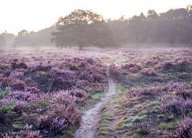 Tree of Light (horizontal) by Koen Boelrijk Photography