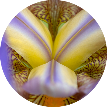 Close up van blauwpaarse lis (iris) van Tot Kijk Fotografie: natuur aan de muur