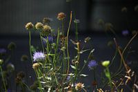 Blumen im eigenen Garten