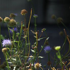 Bloemen in eigen tuin van Yvonne van Summeren