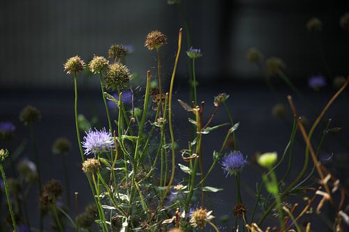 Bloemen in eigen tuin
