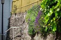 The Green Wall.