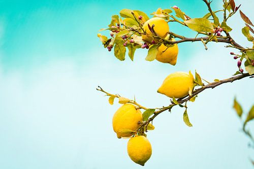 Zitronen aus Sizilien