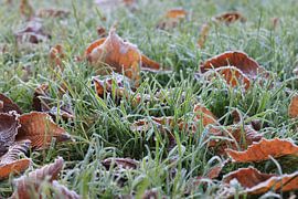 Cold grass by Jelte versendaal