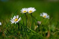 Daisy