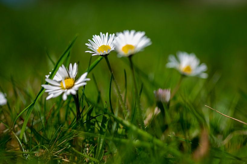 Daisy by Holger Spieker