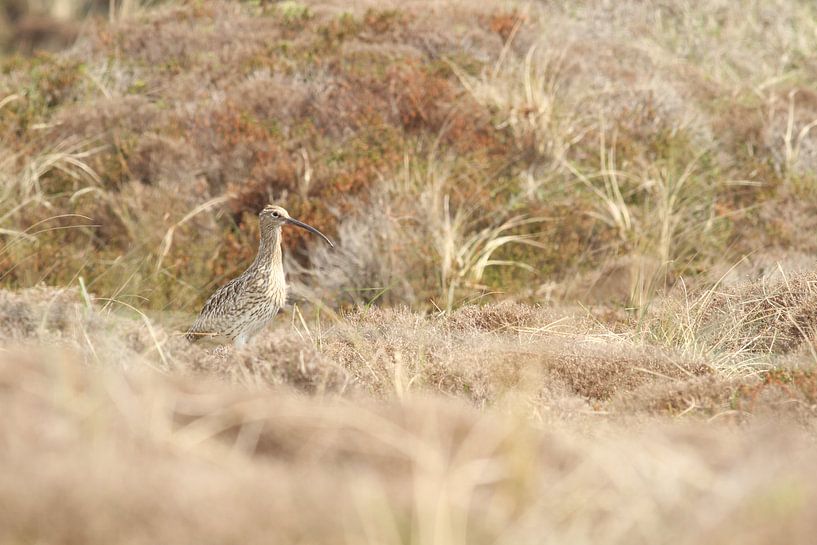 Curlew by Sander Miedema