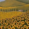 Zonnebloemvelden tussen de heuvels van Yvette Baur