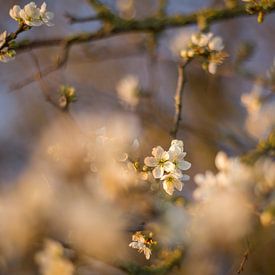 White blossom by Miranda van Assema
