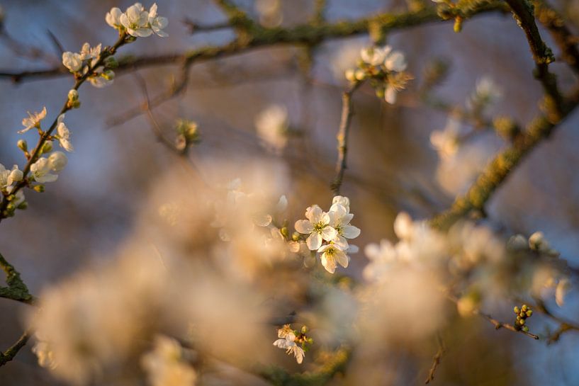 Weiße Blüte von Miranda van Assema