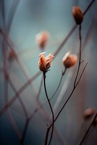 Awakening Beauty