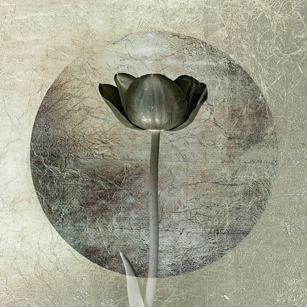 Tulip. Basic and grey. by Alie Ekkelenkamp
