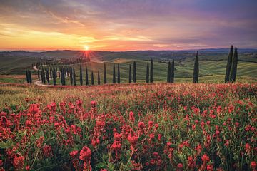 Italië Toscane Agriturismo met cipressen bij zonsondergang van Jean Claude Castor