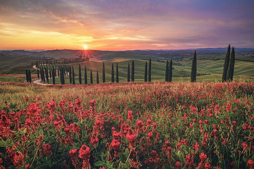Italy Tuscany Agriturismo with cypresses at sunset