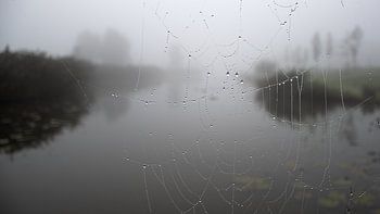Spinnennetz mit Tropfen (Tautropfen)