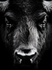 Buffalo - power and silence in black and white by drdigitaldesign