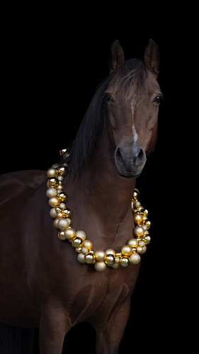 A brown pony mare with a golden Christmas wreath against a black background
