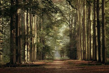 De weg. van Jos Erkamp